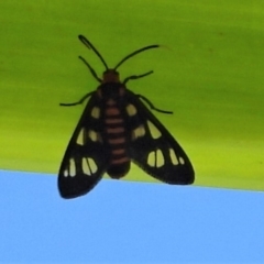 Unidentified Other moth (TBC) at suppressed - 7 Nov 2021 by TerryS
