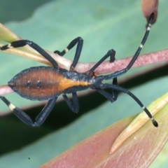 Amorbus (genus) (Eucalyptus Tip bug) at Yarrangobilly, NSW - 14 Feb 2022 by jb2602