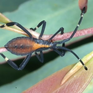 Amorbus sp. (genus) at Yarrangobilly, NSW - 14 Feb 2022