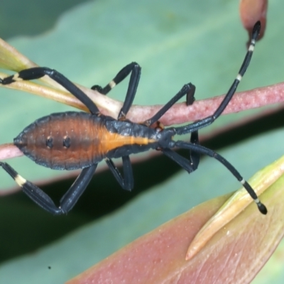 Amorbus sp. (genus) (Eucalyptus Tip bug) at Kosciuszko National Park - 14 Feb 2022 by jb2602