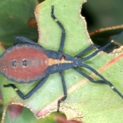 Amorbus sp. (genus) at Yarrangobilly, NSW - 14 Feb 2022