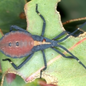 Amorbus sp. (genus) at Yarrangobilly, NSW - 14 Feb 2022