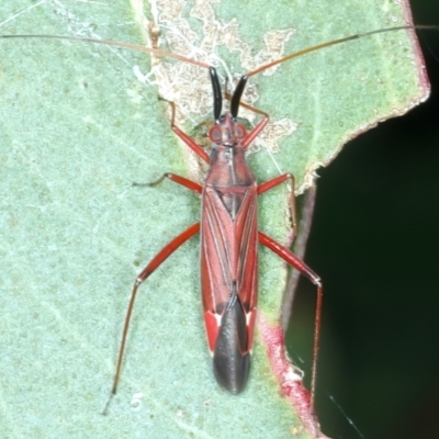 Rayieria sp. (genus) (Mirid plant bug) at Kosciuszko National Park - 14 Feb 2022 by jb2602