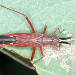 Rayieria sp. (genus) at Yarrangobilly, NSW - 14 Feb 2022