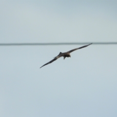 Milvus migrans (Black Kite) at Yabulu, QLD - 7 Feb 2022 by TerryS