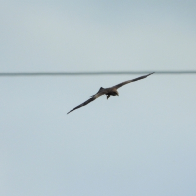 Milvus migrans (Black Kite) at Yabulu, QLD - 8 Feb 2022 by TerryS