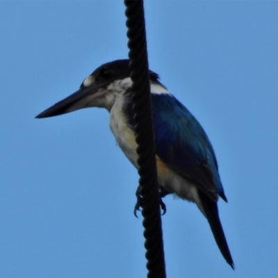 Todiramphus macleayii (Forest Kingfisher) at Jensen, QLD - 17 Feb 2022 by TerryS