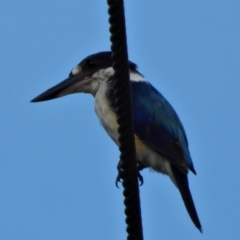 Todiramphus macleayii (Forest Kingfisher) at Jensen, QLD - 16 Feb 2022 by TerryS