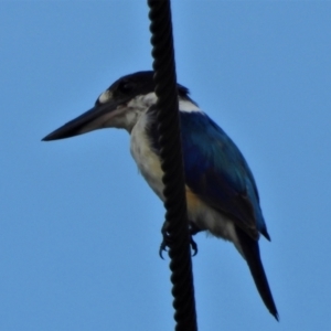 Todiramphus macleayii (Forest Kingfisher) at Jensen, QLD by TerryS