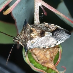 Oechalia schellenbergii (Spined Predatory Shield Bug) at Pinbeyan, NSW - 14 Feb 2022 by jb2602