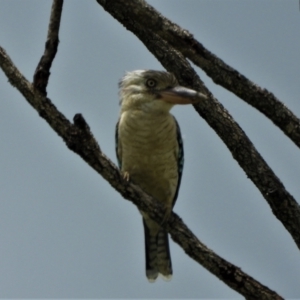 Dacelo leachii at Jensen, QLD - 17 Feb 2022 01:13 PM