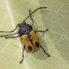 Cadmus (Cadmus) litigiosus (Leaf beetle) at Ginninderry Conservation Corridor - 15 Feb 2022 by AlisonMilton