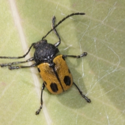 Cadmus (Cadmus) litigiosus (Leaf beetle) at Ginninderry Conservation Corridor - 15 Feb 2022 by AlisonMilton