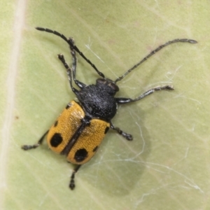 Cadmus (Cadmus) litigiosus at Holt, ACT - 16 Feb 2022