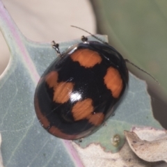 Paropsisterna beata (Blessed Leaf Beetle) at Ginninderry Conservation Corridor - 15 Feb 2022 by AlisonMilton