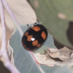 Paropsisterna beata at Holt, ACT - 16 Feb 2022