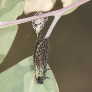 Paropsisterna beata at Holt, ACT - 16 Feb 2022