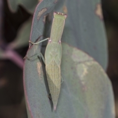 Orthodera ministralis (Green Mantid) at Holt, ACT - 15 Feb 2022 by AlisonMilton