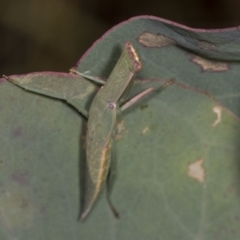 Orthodera ministralis at Holt, ACT - 16 Feb 2022 09:51 AM