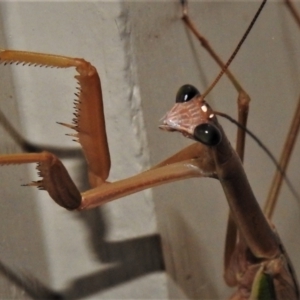 Archimantis sp. (genus) at Wanniassa, ACT - 16 Feb 2022