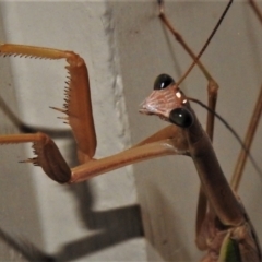 Unidentified Praying mantis (Mantodea) (TBC) at Wanniassa, ACT - 16 Feb 2022 by JohnBundock