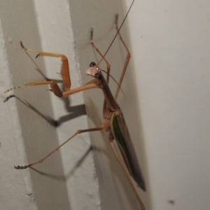 Archimantis sp. (genus) at Wanniassa, ACT - 16 Feb 2022 10:26 PM