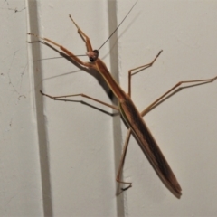 Archimantis sp. (genus) at Wanniassa, ACT - 16 Feb 2022