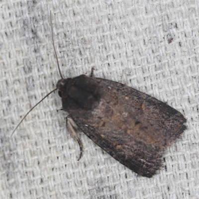 Proteuxoa provisional species 1 at O'Connor, ACT - 14 Feb 2022 by ibaird
