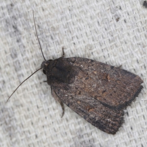 Proteuxoa provisional species 1 at O'Connor, ACT - 14 Feb 2022