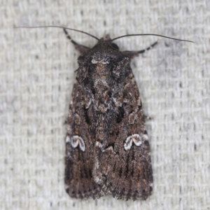 Ectopatria horologa at O'Connor, ACT - 14 Feb 2022 09:24 PM