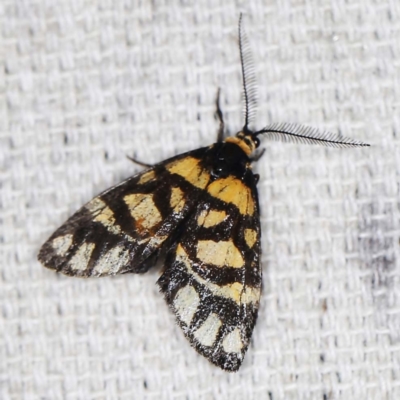 Asura lydia (Lydia Lichen Moth) at O'Connor, ACT - 14 Feb 2022 by ibaird