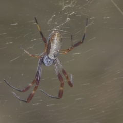 Trichonephila edulis (Golden orb weaver) at Ginninderry Conservation Corridor - 15 Feb 2022 by AlisonMilton