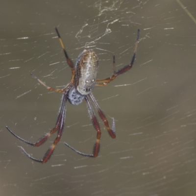 Trichonephila edulis (Golden orb weaver) at Holt, ACT - 15 Feb 2022 by AlisonMilton