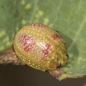 Paropsisterna fastidiosa at Holt, ACT - 16 Feb 2022