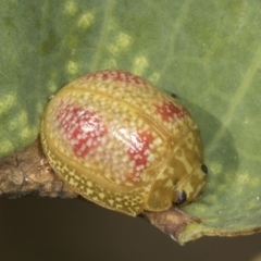 Paropsisterna fastidiosa (Eucalyptus leaf beetle) at Ginninderry Conservation Corridor - 15 Feb 2022 by AlisonMilton