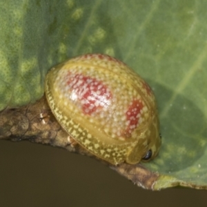 Paropsisterna fastidiosa at Holt, ACT - 16 Feb 2022