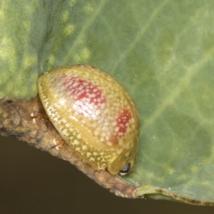 Paropsisterna fastidiosa at Holt, ACT - 16 Feb 2022