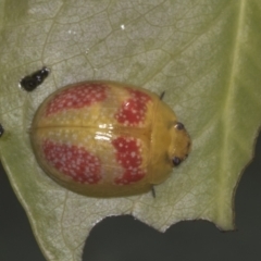 Paropsisterna fastidiosa (Eucalyptus leaf beetle) at Holt, ACT - 15 Feb 2022 by AlisonMilton