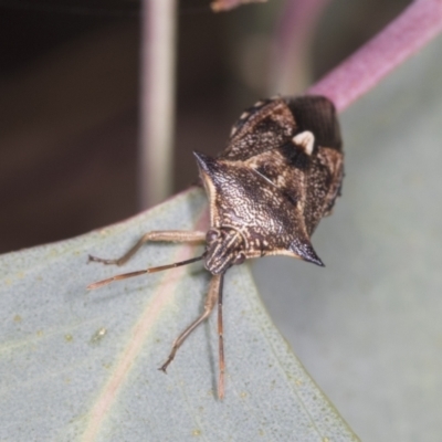 Oechalia schellenbergii (Spined Predatory Shield Bug) at Ginninderry Conservation Corridor - 15 Feb 2022 by AlisonMilton