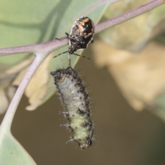 Oechalia schellenbergii (Spined Predatory Shield Bug) at Ginninderry Conservation Corridor - 15 Feb 2022 by AlisonMilton