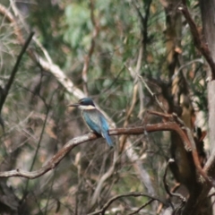 Todiramphus sanctus (Sacred Kingfisher) at Gorman Road Bush Reserve, Goulburn - 17 Feb 2022 by Rixon