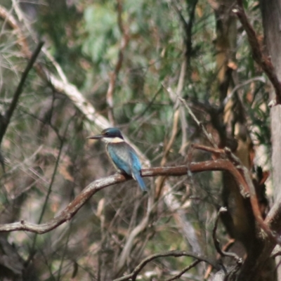 Todiramphus sanctus (Sacred Kingfisher) at Gorman Road Bush Reserve, Goulburn - 17 Feb 2022 by Rixon