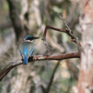 Todiramphus sanctus at Goulburn, NSW - 17 Feb 2022 04:57 PM