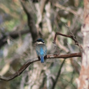 Todiramphus sanctus at Goulburn, NSW - 17 Feb 2022