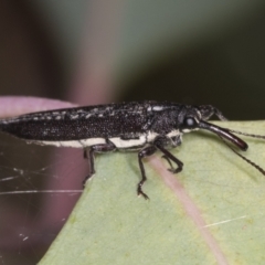 Rhinotia sp. (genus) (Unidentified Rhinotia weevil) at Ginninderry Conservation Corridor - 15 Feb 2022 by AlisonMilton