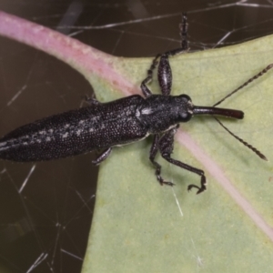 Rhinotia sp. (genus) at Holt, ACT - 16 Feb 2022 09:31 AM