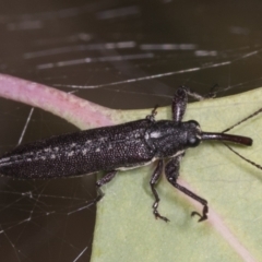 Rhinotia sp. (genus) at Holt, ACT - 16 Feb 2022 09:31 AM