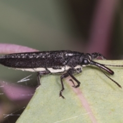 Rhinotia sp. (genus) at Holt, ACT - 16 Feb 2022 09:31 AM