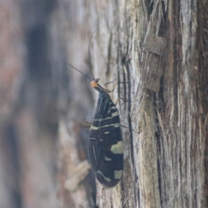 Porismus strigatus at Goulburn, NSW - 17 Feb 2022