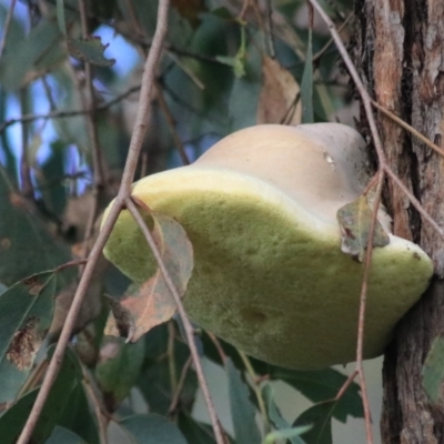 Laetiporus portentosus (White Punk) at Goulburn, NSW - 17 Feb 2022 by Rixon